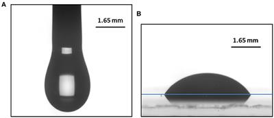Dynamic Wetting of Molten Polymers on Cellulosic Substrates: Model Prediction for Total and Partial Wetting